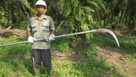 Индонезия и Малайзия обеспокоены законом о вырубке лесов